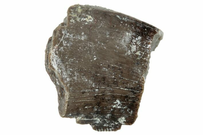 Theropod Dinosaur Partial Tooth - Colorado #286531